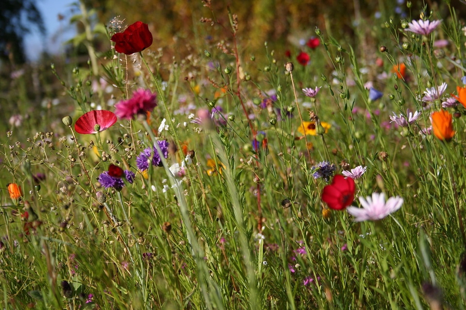 Spring meadow cornflower colorful