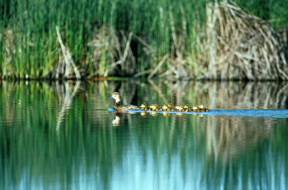 Ducks female redhead