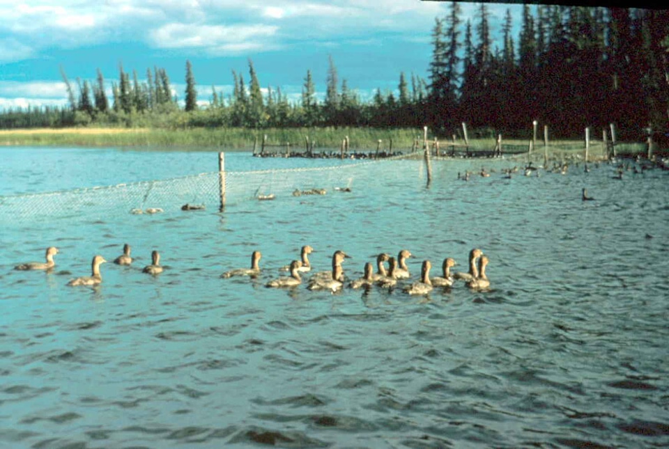 Canvas duck water