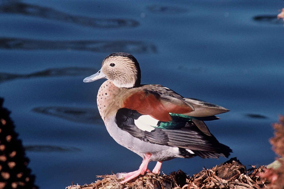 Aquatic Bird bird Brasil