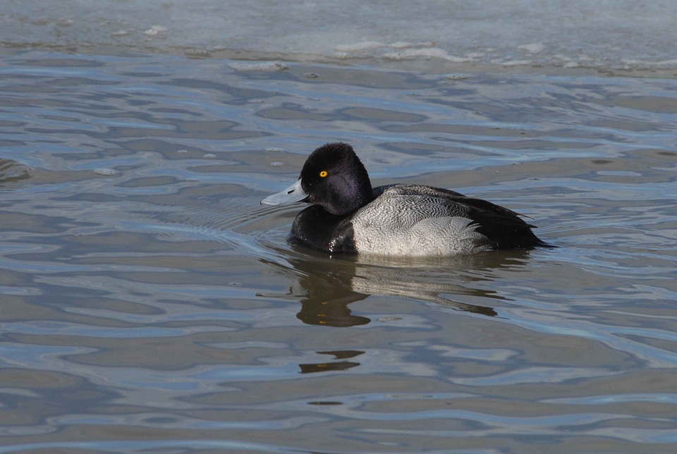 Aythya Marila bird lesser scaup