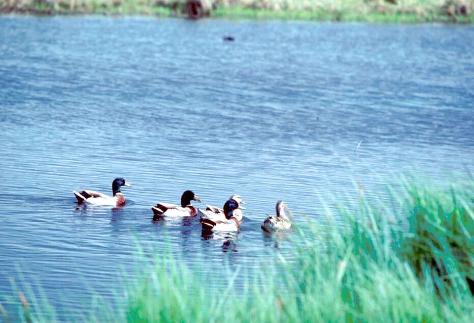 Breeding ducks female