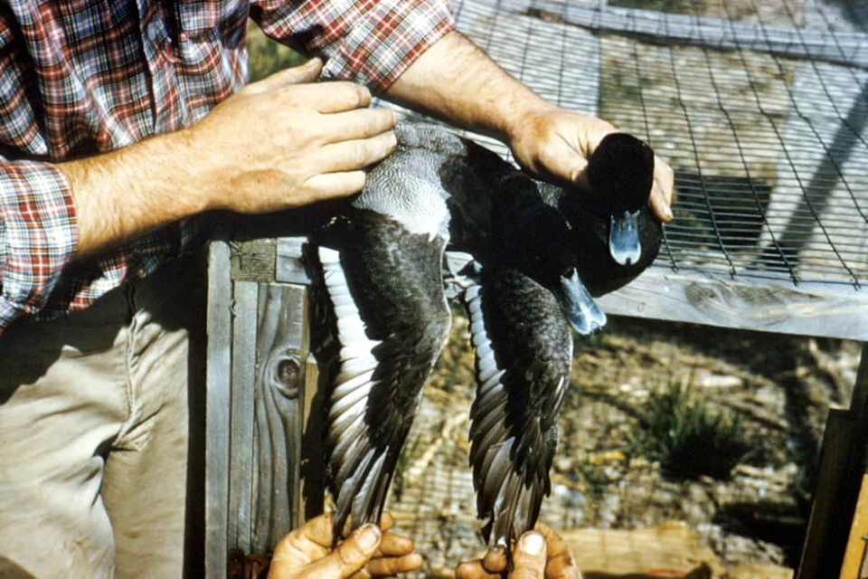 Aythya Marila ducks 