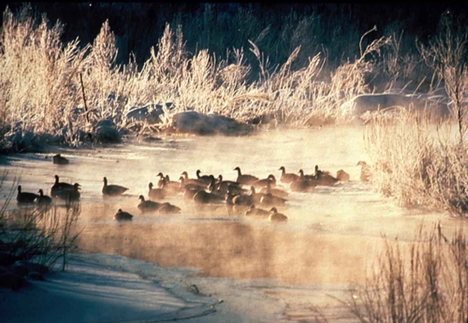 American black ducks