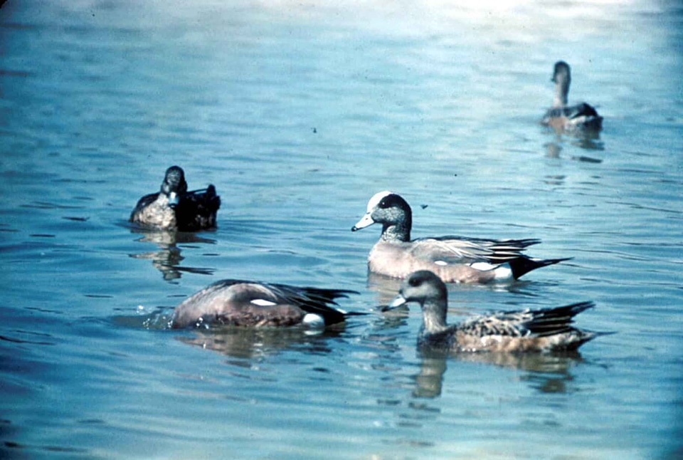 American bird water