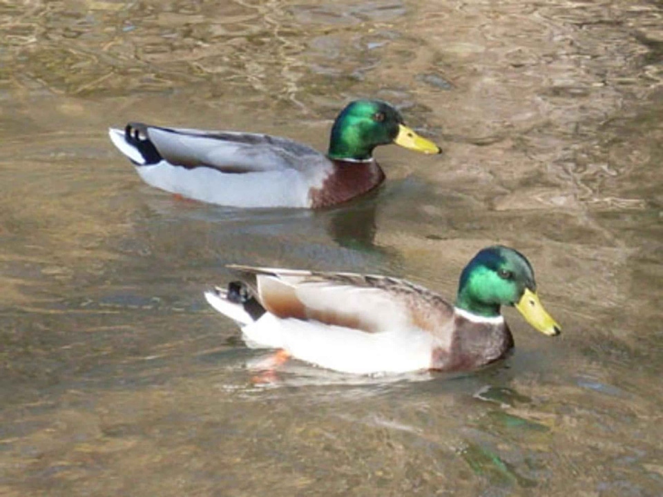 Ducks lake mallard