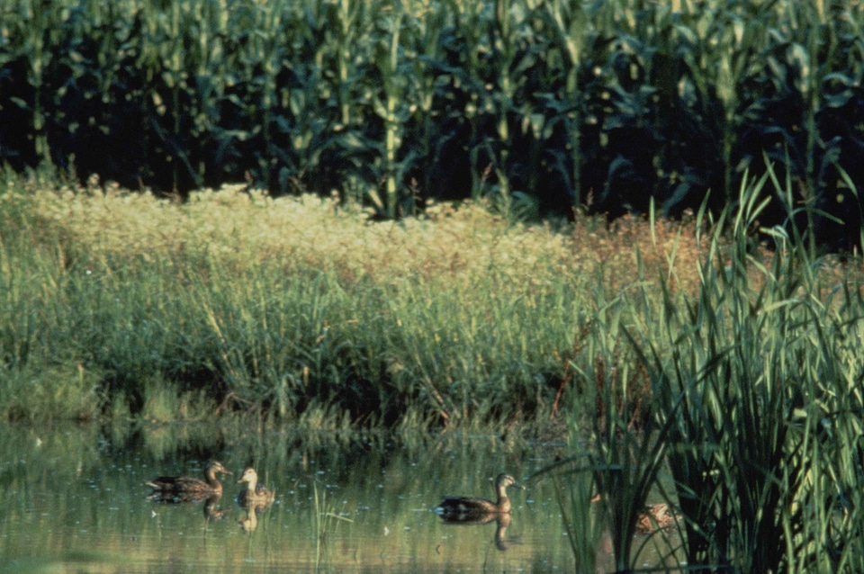 Cornfield ducks pothole