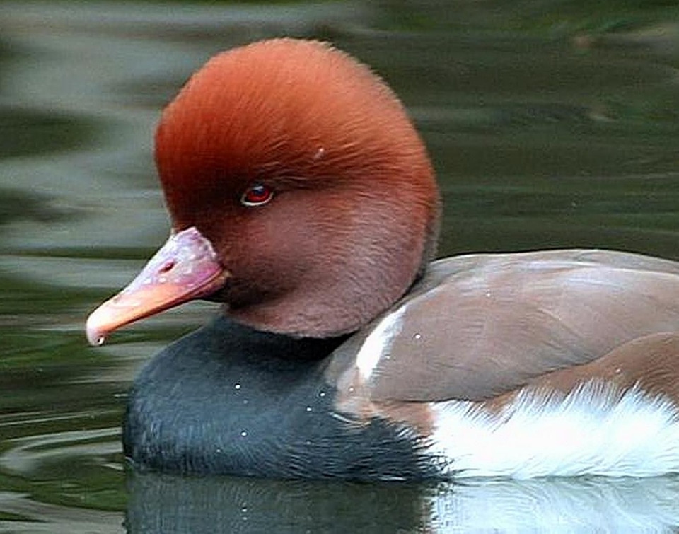 Aix Galericulata duck mandarin