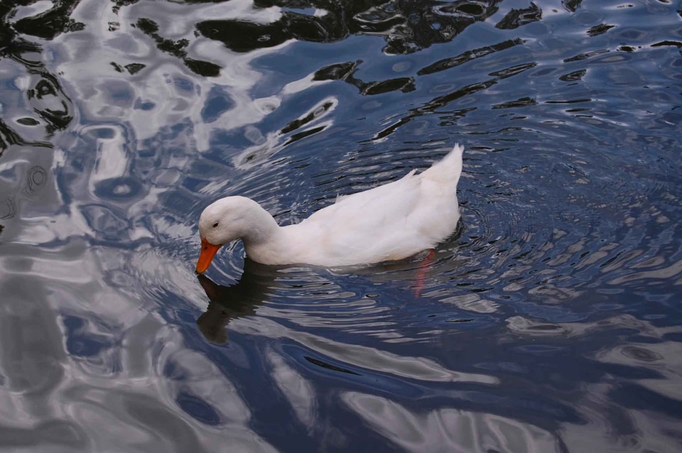 Duck pond white