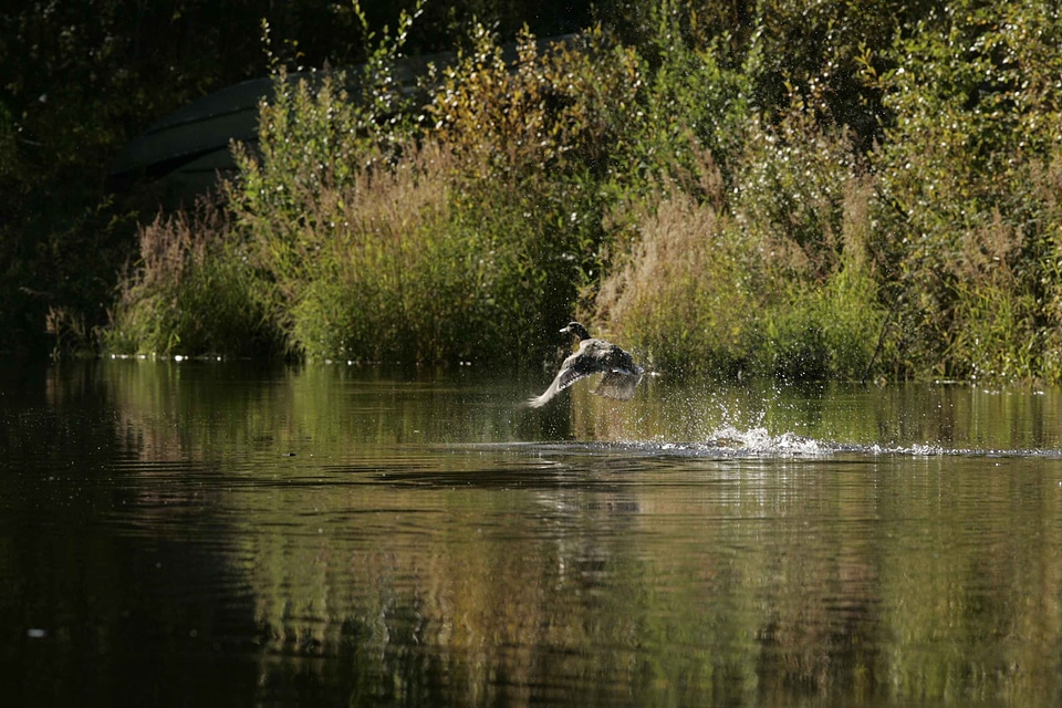 Habitat mallard natural
