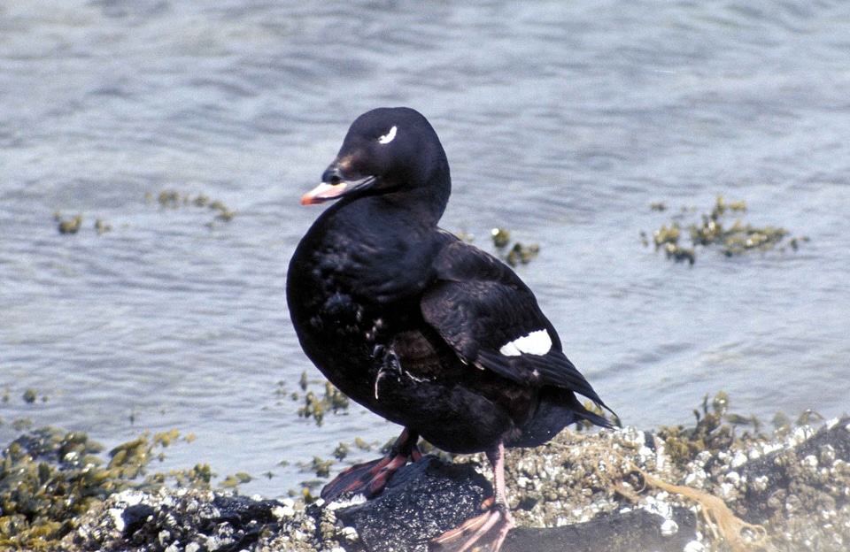 Male Melanitta americana standing