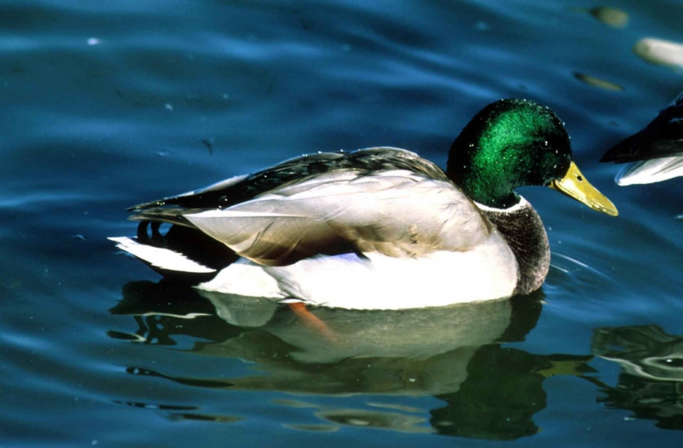 Aquatic Bird bird breeding
