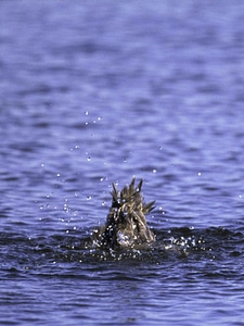 Feed mallard water