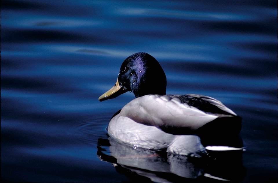 Bird breeding detailed