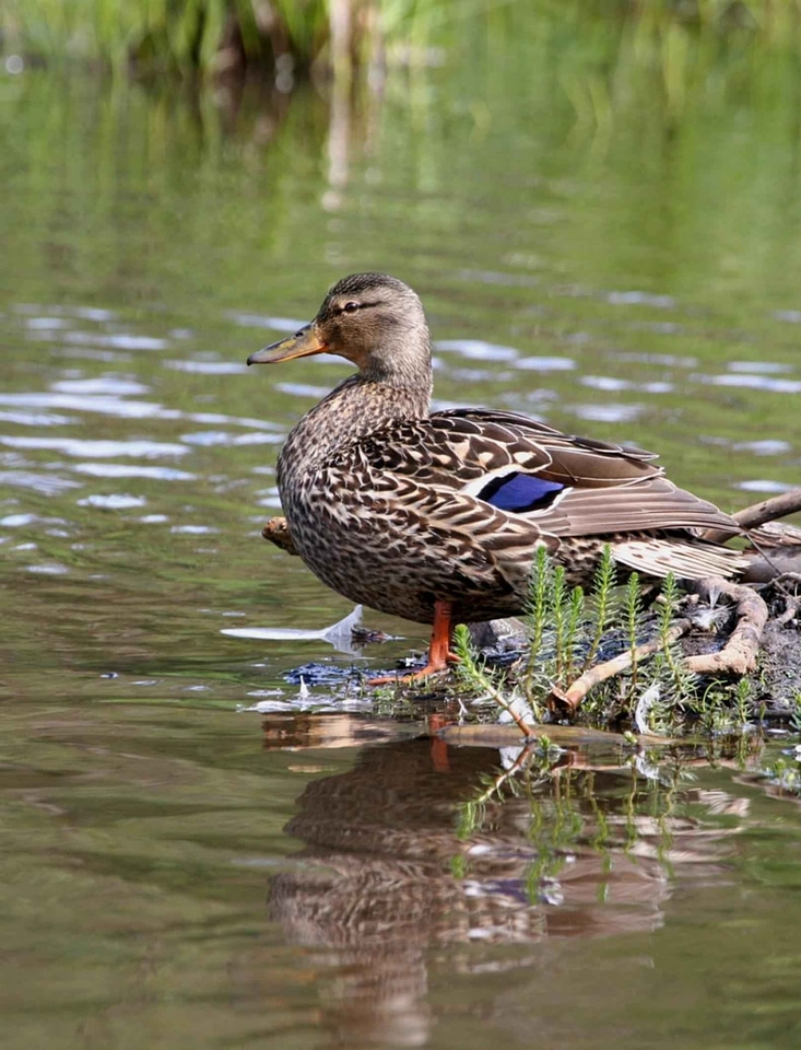 Action mallard photo