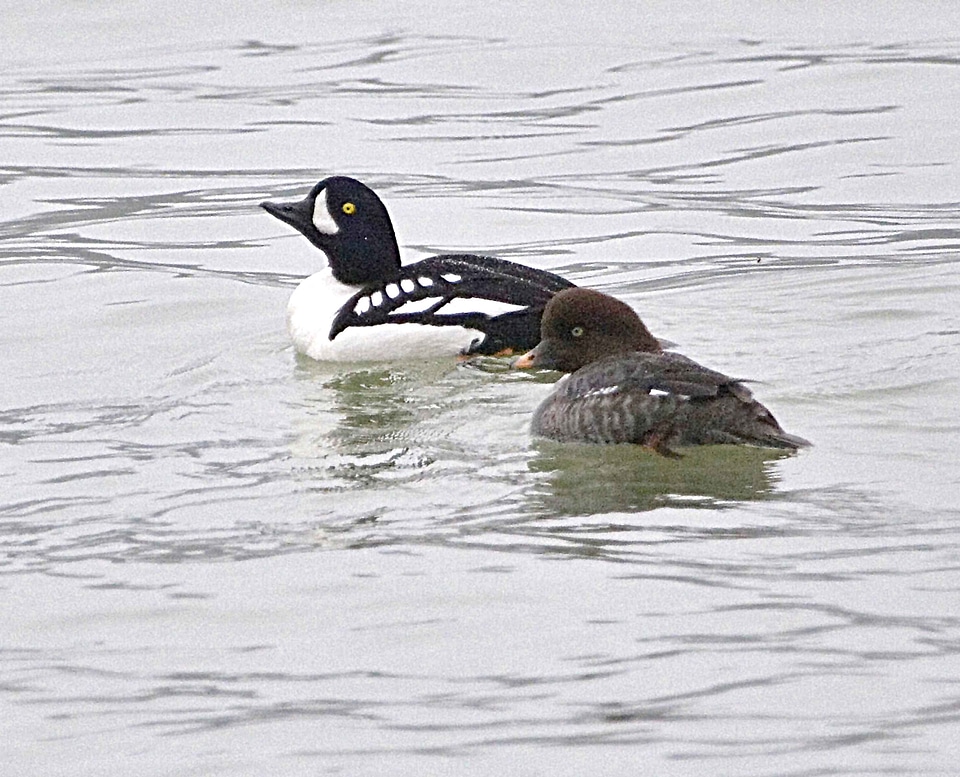 Bucephala Clangula ducks 