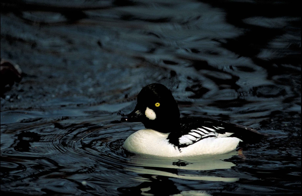 Aquatic Bird bird 