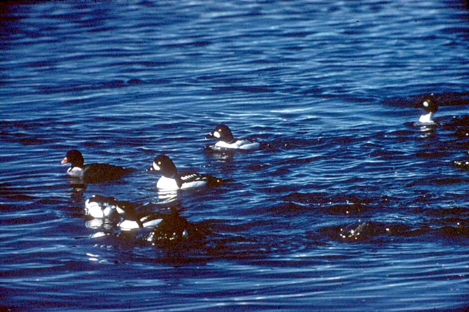 Bird Bucephala clangula lake photo