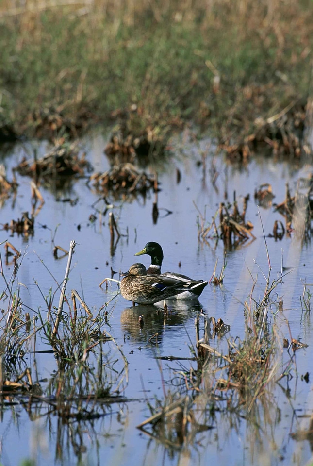 Ducks mallard wetland