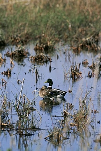 Ducks mallard wetland photo