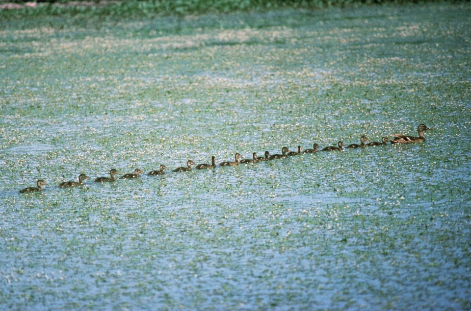 Crude female mallard