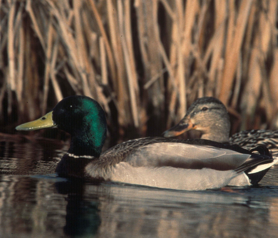 Ducks male mallard photo