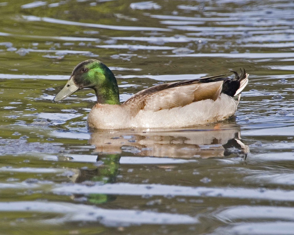 Duck hybrid mallard