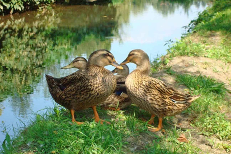 Ducks female mallard