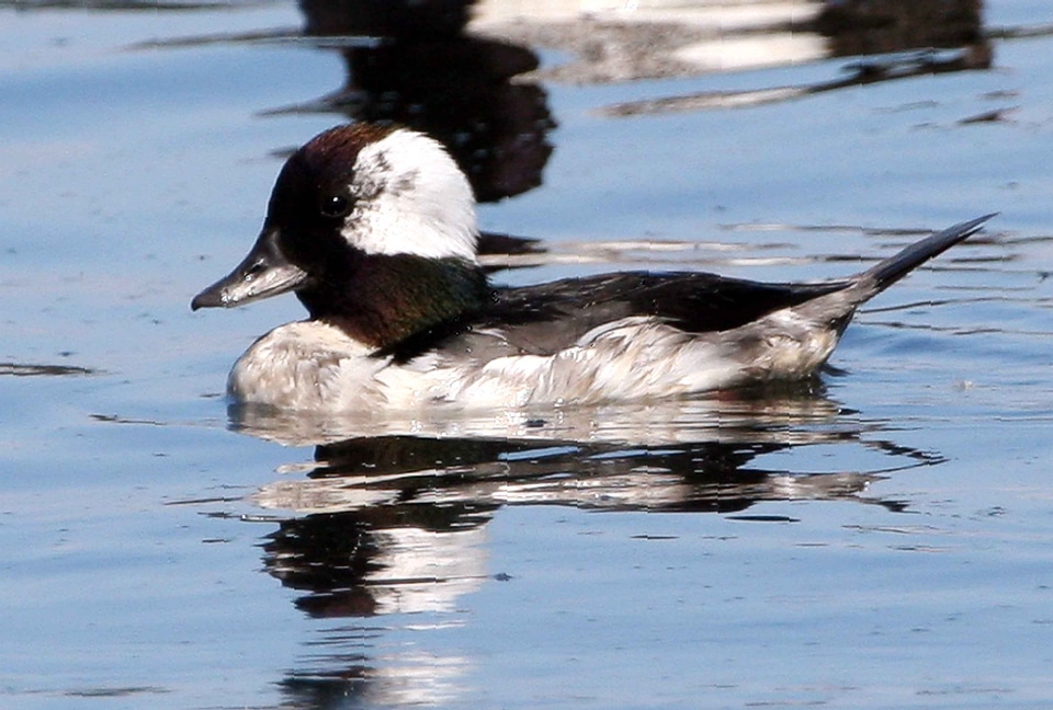 Animal bird Bucephala albeola