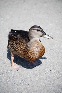 Bird close close-up