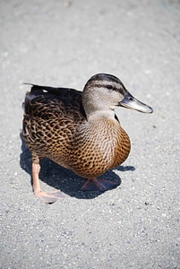 Bird close close-up photo