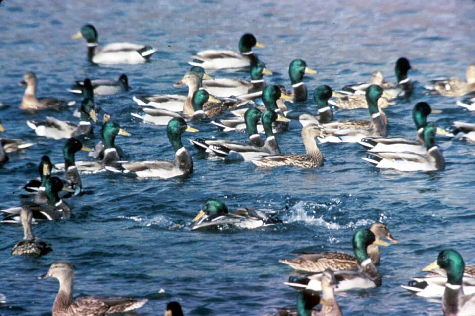 Bird flock mallard