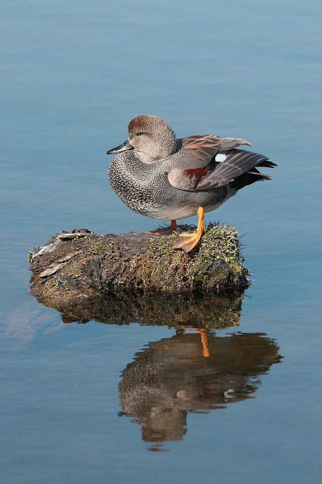 Bird duck 