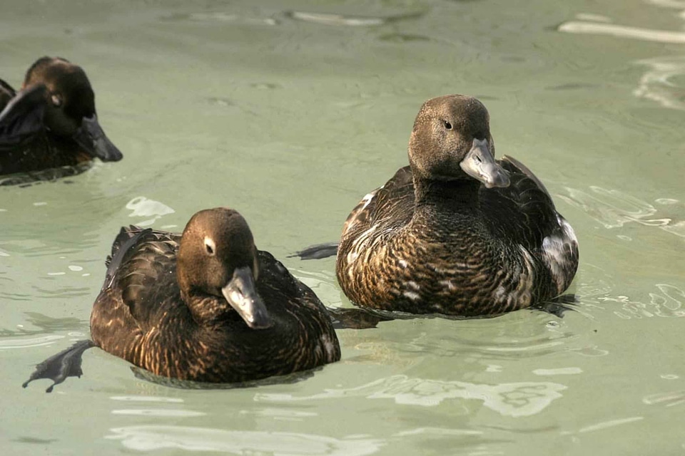 Close close-up ducks