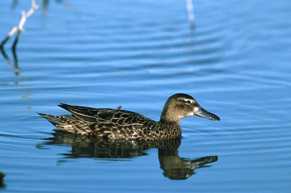 Bird cinnamon duck