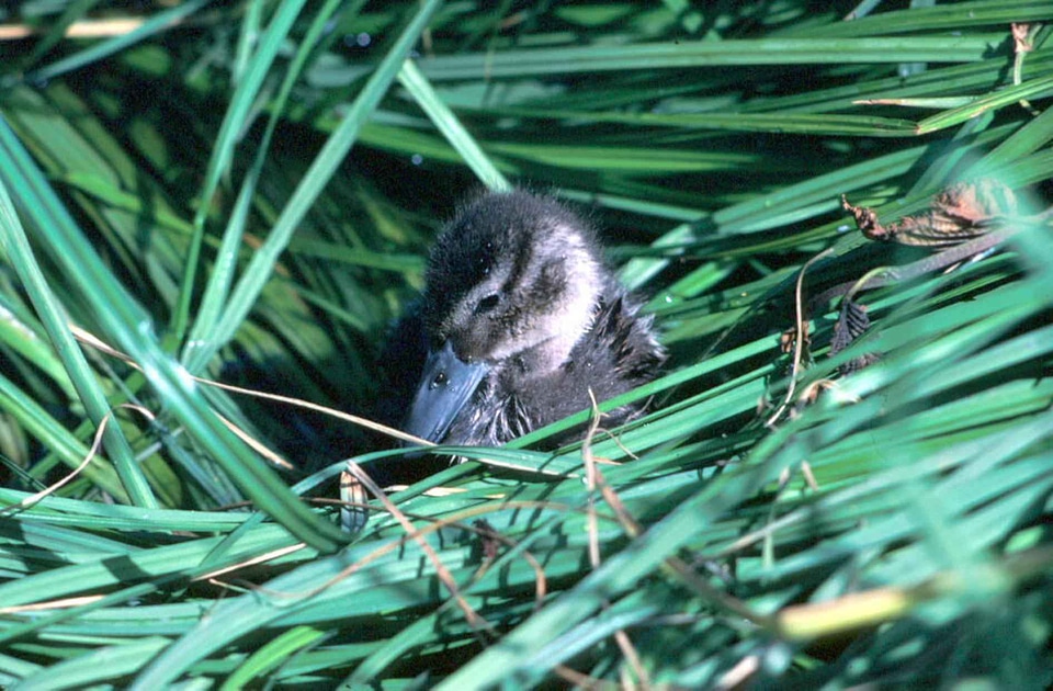 Chick cute detailed