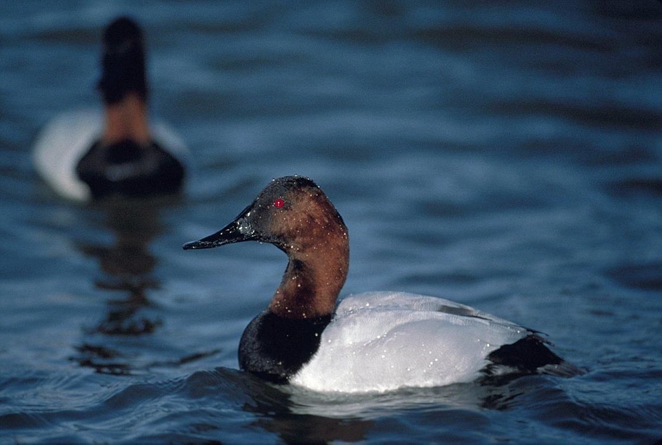 Canvas close duck