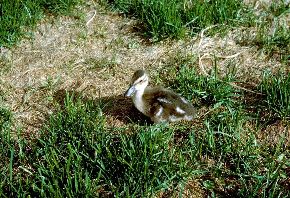 Cute duck grass plants