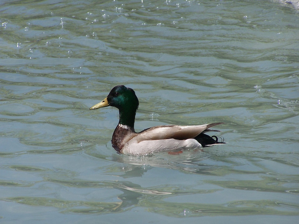 Duck pond photo