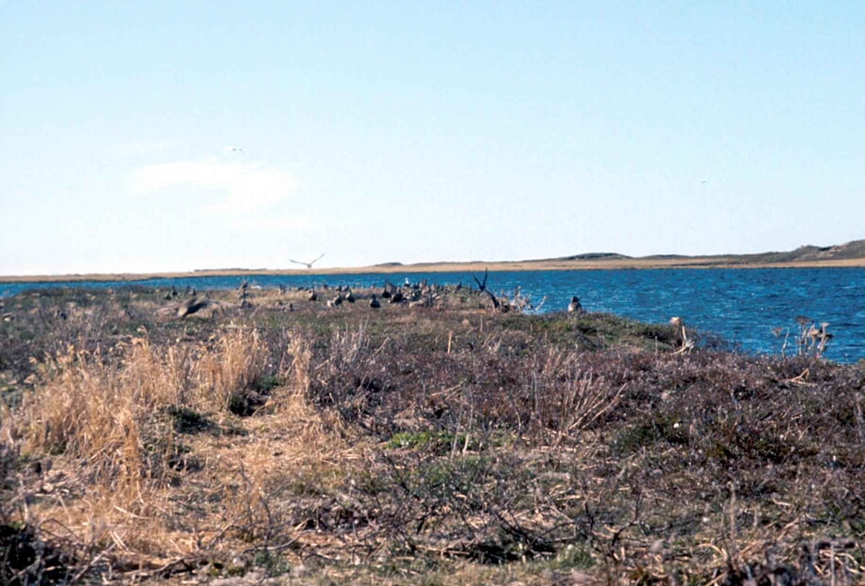 Bird coast common