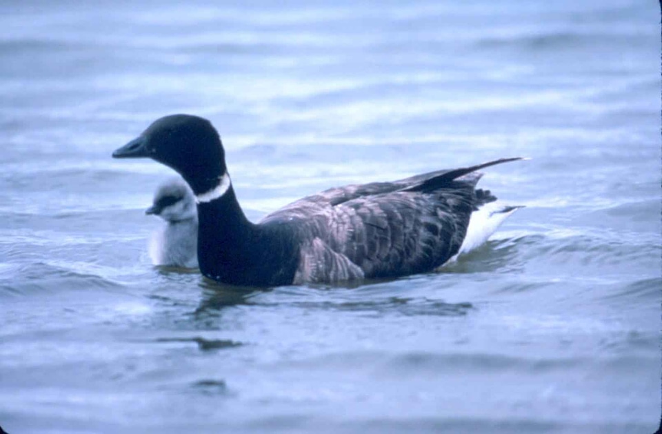 Bathe Branta bernicla duck
