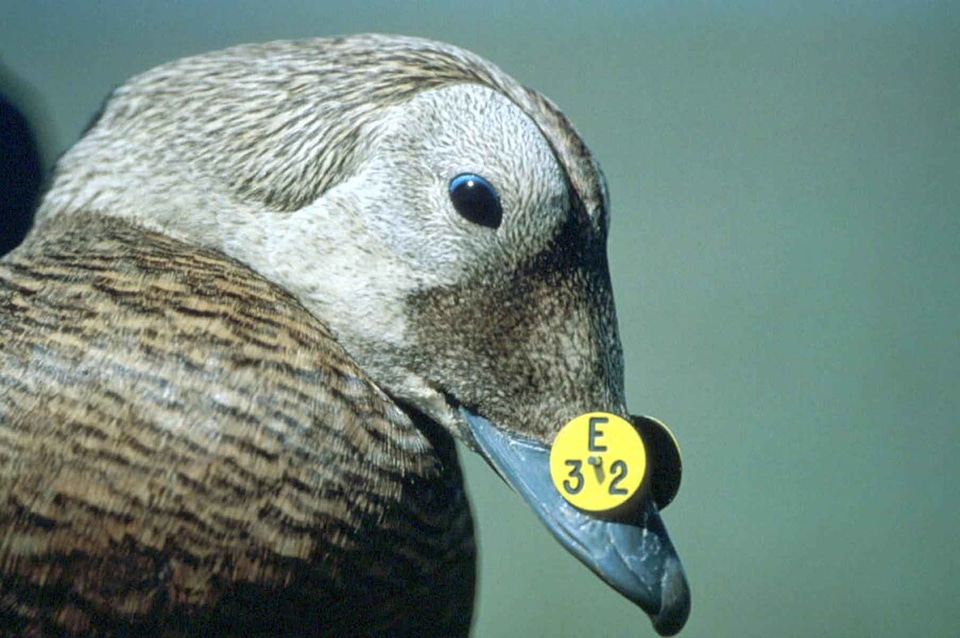 Beak duck identification