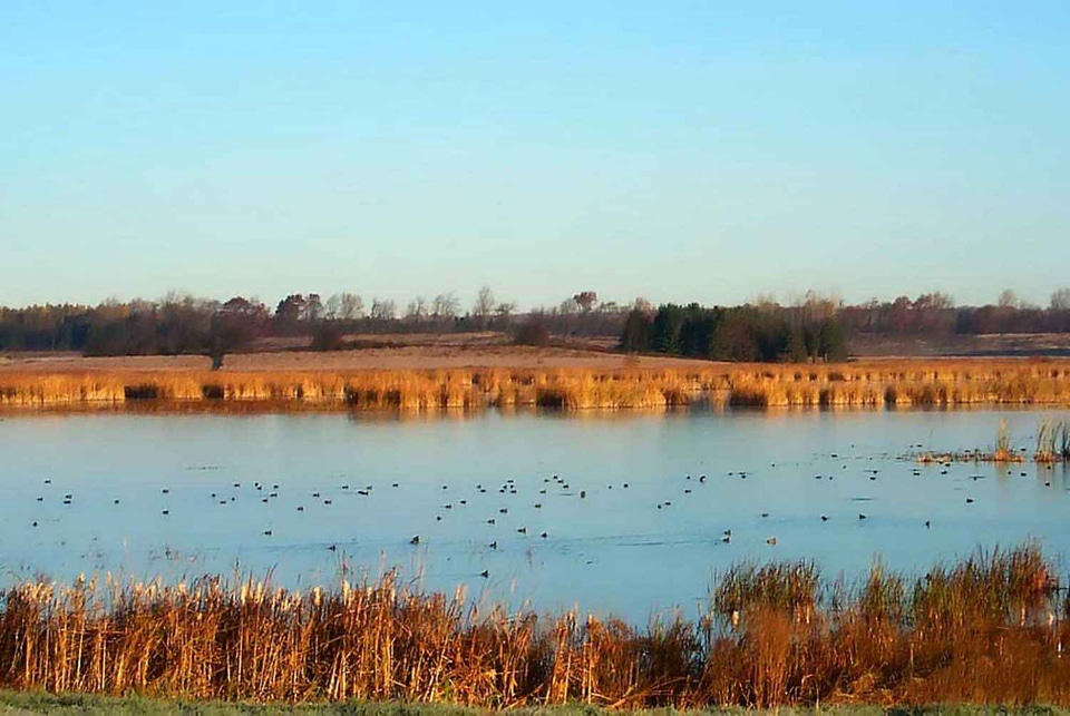 Domestic ducks nature