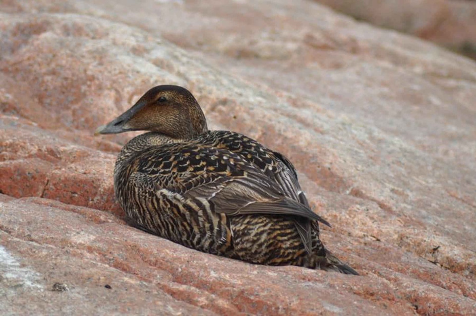 Bird common female