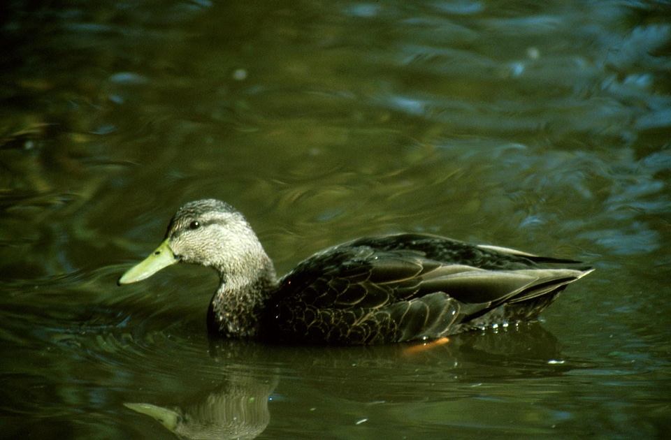 Bathe black black duck
