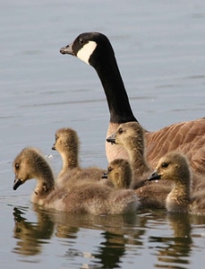 Canada crude geese photo