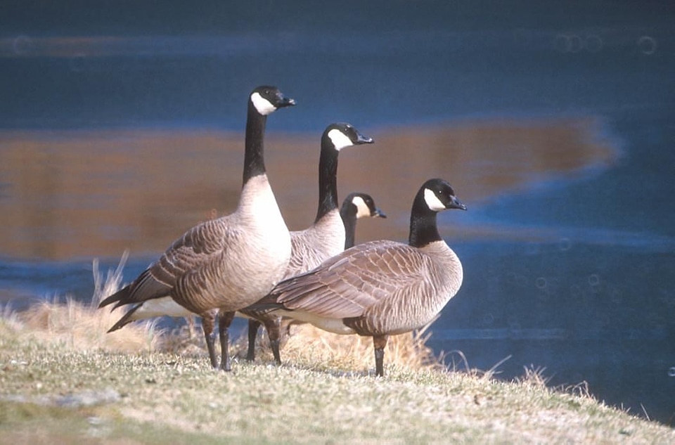 Border canada geese