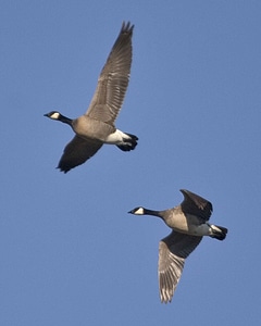 Bird canada flight