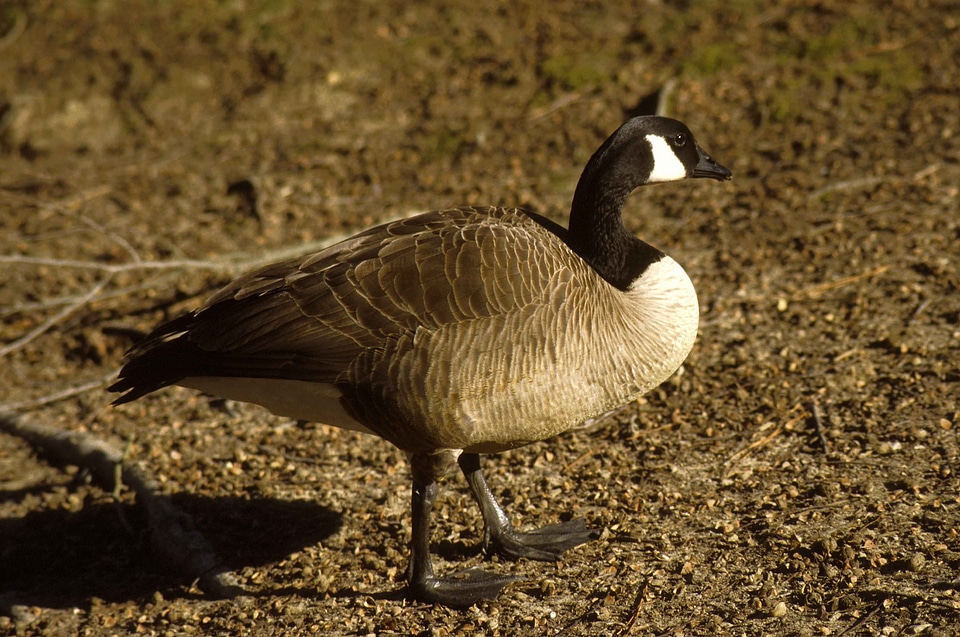 Canada goose profile