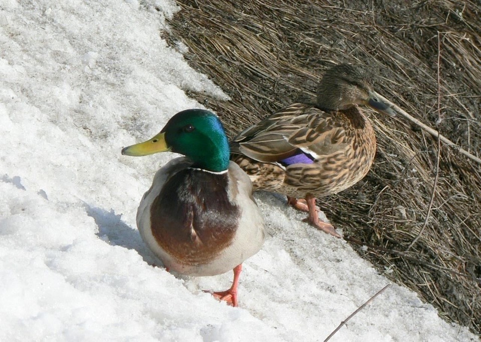 Female male water